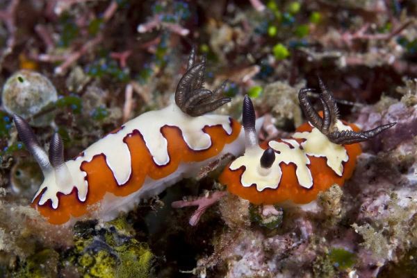 Indonesia, Lembeh Straits Two nudibranch feeding